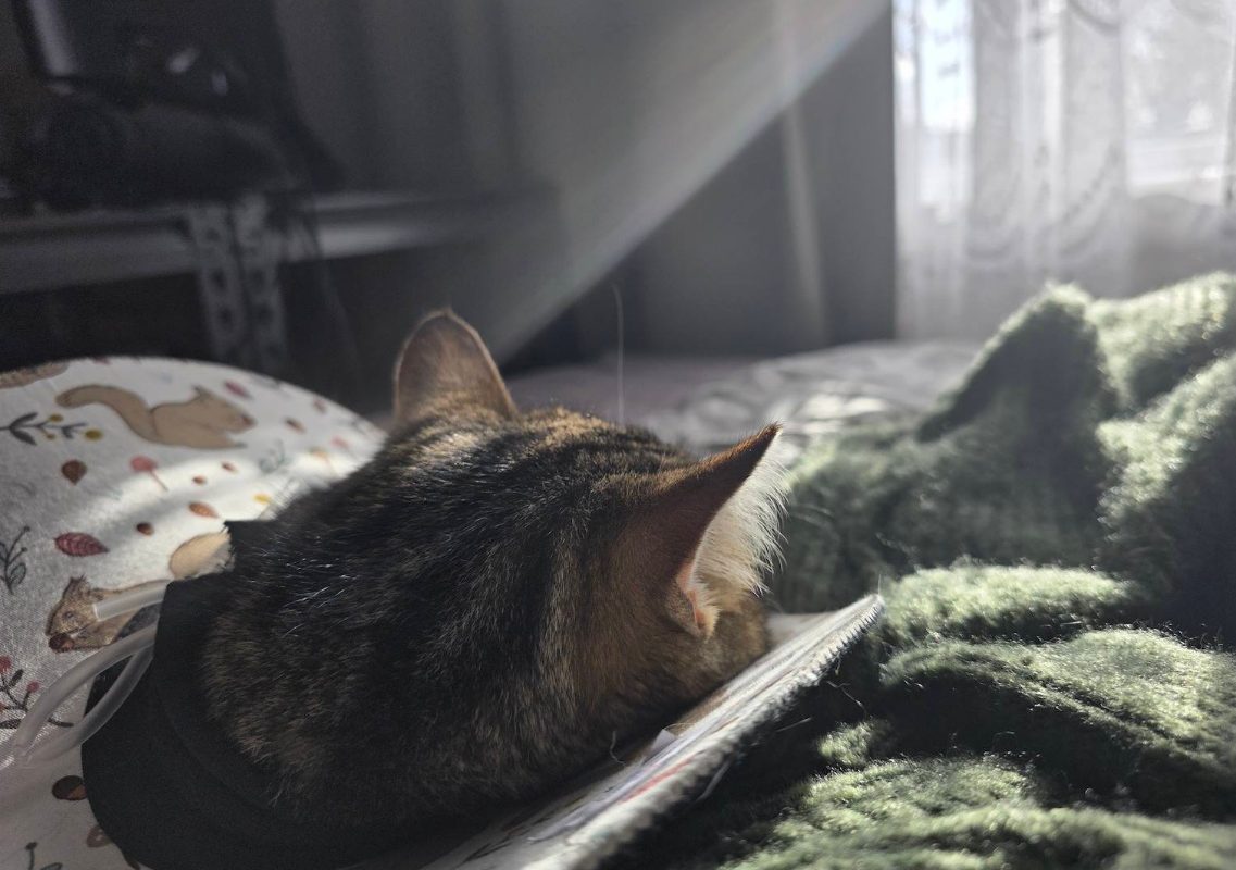 How Bruce Lee the cat got himself adopted