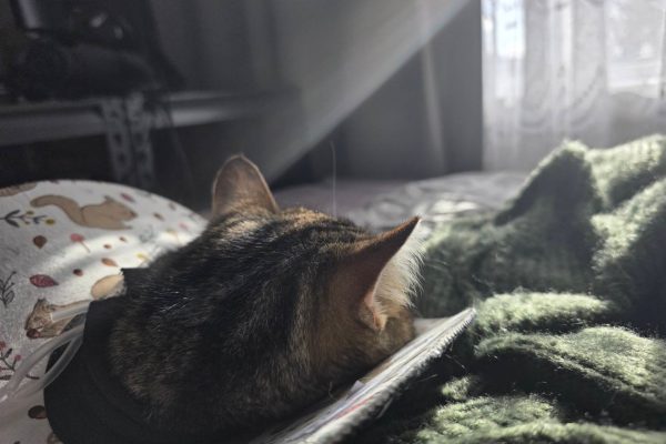 How Bruce Lee the cat got himself adopted